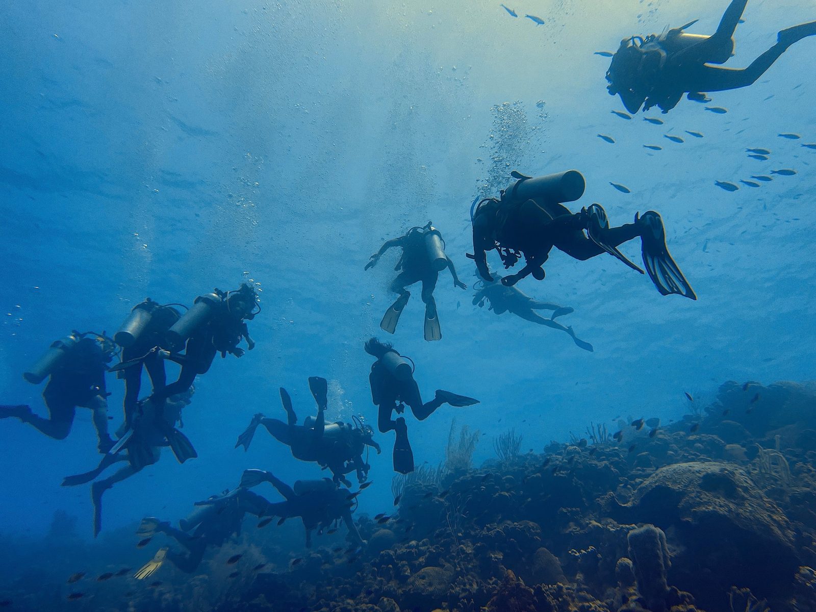 A group of divers silhouetted against the surface, swimming over a coral reef in Bonaire